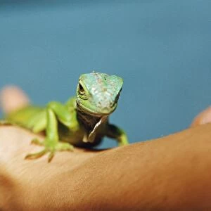 Pet iguana