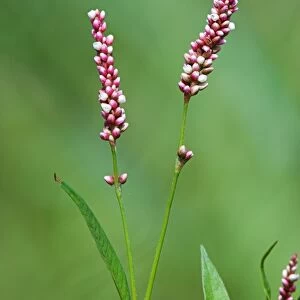 Pinkweed (Persicaria maculosa)