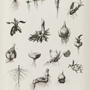 Plant roots, 19th century C015 / 6085
