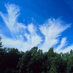 Plumes of cirrus cloud in the sky above trees