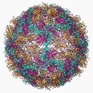 Rhinovirus 14 capsid, molecular model F006 / 9430