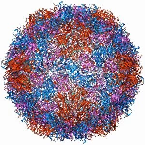 Rhinovirus capsid, molecular model F006 / 9737