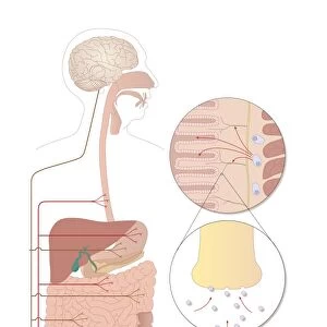 Role of serotonin in the digestive system
