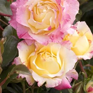 Roses (Rosa Camille Pissaro )