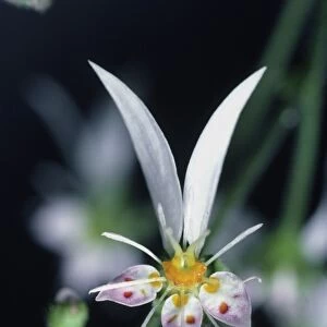 Saxifraga stolonifera flower