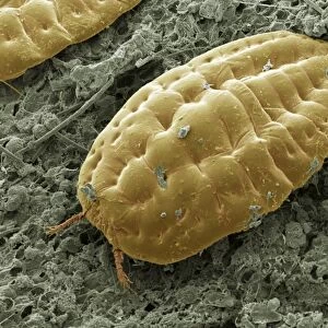 Scale insect, SEM