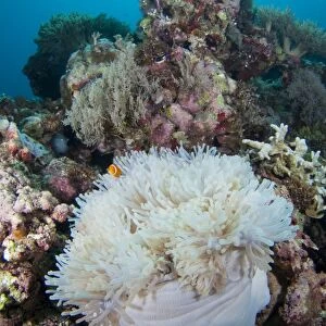 Sea anemone on reef in Indonesia