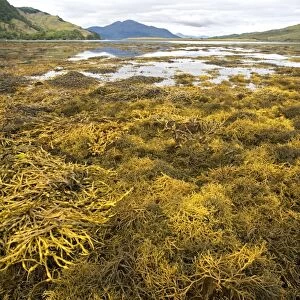 Seaweed colony