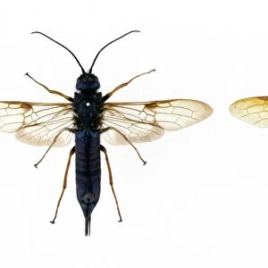 Sirex woodwasps, female and male C016 / 5446