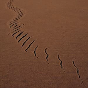 Snake track in sand