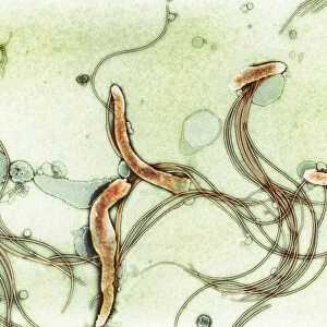 Spirochete bacteria, TEM