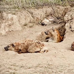 Spotted hyenas at their den