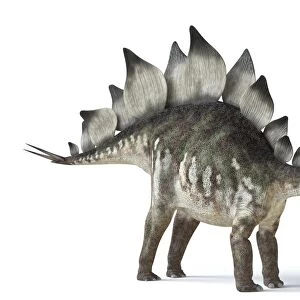 Stegosaurus dinosaur, artwork