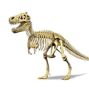 Tyrannosaurus rex skeleton, artwork