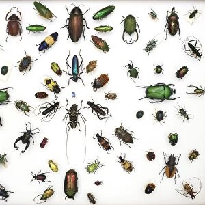 Various beetle specimens C016 / 5850