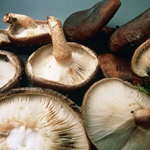 View of harvested shiitake mushrooms