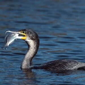 White-breasted cormorant with fish