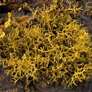 Wig-wrack seaweed