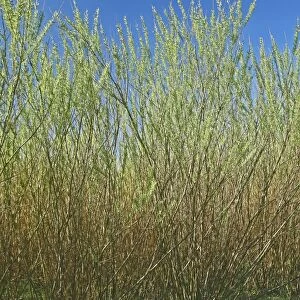 Willow bioenergy crop, Sweden