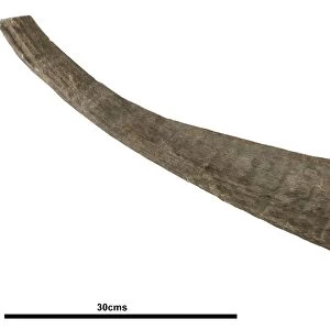 Woolly rhinoceros horn fossil C016 / 6075