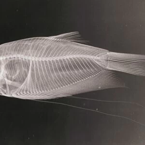 X-ray of a Pearl gourami fish, Trichogaster leeri