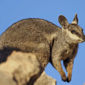 Adult black-footed rock wallaby (Petogale lateralis), in Cape Range National Park, Western Australia, Australia, Pacific