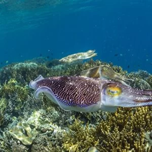 Adult broadclub cuttlefish (Sepia latimanus) courtship display, Sebayur Island, Flores Sea