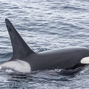 Adult bull Type A killer whale (Orcinus orca) in the Gerlache Strait, Antarctica, Polar Regions