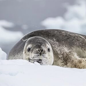 Adult leopard seal (Hydrurga leptonyx), hauled out on ice in Buls Bay, Brabant Island