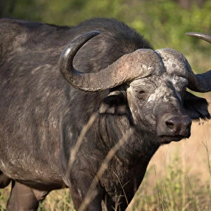 African Buffalo (Syncerus caffer), Kruger National Park, South-Africa, Africa
