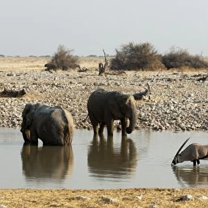 African elephant (Loxodonta africana), Etosha National Park, Namibia, Africa