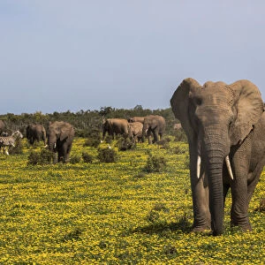 African elephants (Loxodonta africana) in springflowers, Addo elephant national park