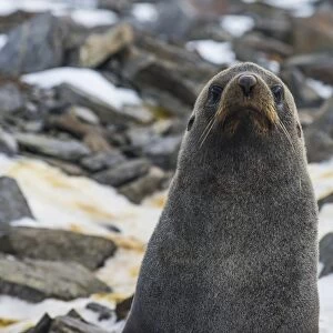 Antarctic fur seal (Arctocephalus gazella), Coronation Island, South Orkney Islands