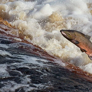 Atlantic salmon (Salmo salar) leaping on upstream migration, River Tyne, Hexham, Northumberland