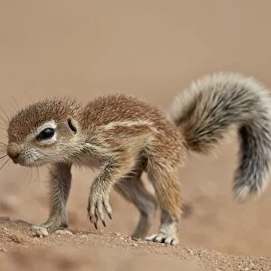 Baby Cape ground squirrel (Xerus inauris), Kgalagadi Transfrontier Park, encompassing
