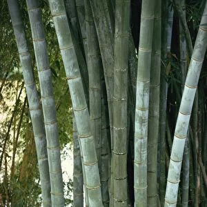 Bamboo stems in the Peradeniya Botanical Gardens in Kandy