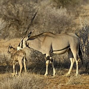 Biesa oryx or East African oryx (Oryx beisa) mother and calf