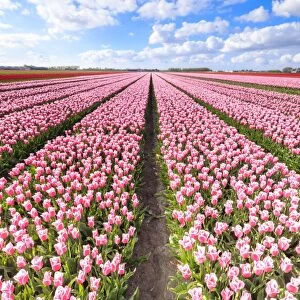 Blue sky on rows of pink tulips in bloom in the fields of Oude-Tonge, Goeree-Overflakkee