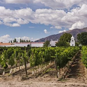 Bodega El Esteco, a winery and vineyard in Cafayate, Salta Province, North Argentina