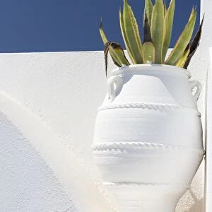 Cacti in whitewashed urn against white wall and blue sky, Imerovigli, Santorini, Cyclades