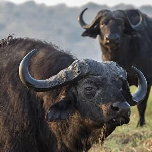 Cape buffalo (Syncerus caffer), Chobe river, Botswana, Africa