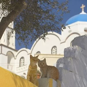 Cats in Akrotiri, Santorini, Cyclades, Greek Islands, Greece, Europe