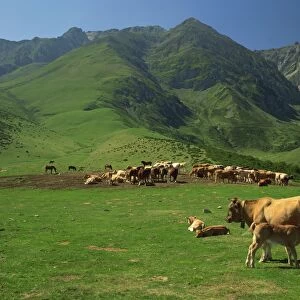 Cattle below mountain slopes near Arreau in the Pyrenees, Midi-Pyrenees, France, Europe