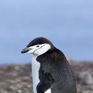 Chinstrap penguin (Pygoscelis antarctica), Aitcho Island, Antarctica, Polar Regions