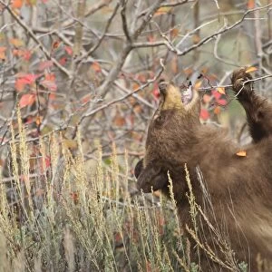 Cinnamon black bear (Ursus americanus) eats autumn (fall) berries, Grand Teton National Park, Wyoming, United States of America, North America