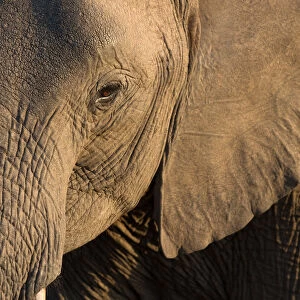 Close-up of baby African Elephant (Loxodonta africana), Kruger National Park, South-Africa