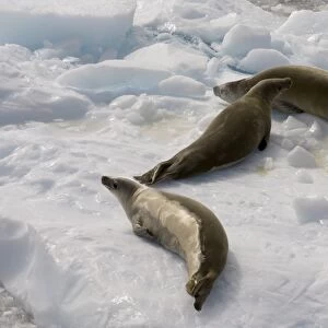 Crabeater seals (Lobodon carcinophagus), Lemaire Channel, Antarctic Peninsula
