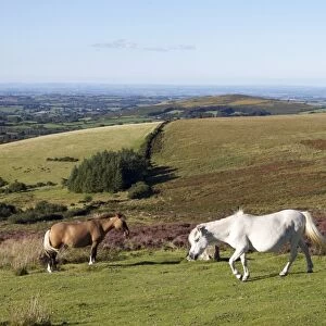 Dartmoor Ponies, Dartmoor, Devon, England, United Kingdom, Europe