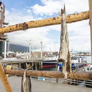 Details of the wooden rack with dried stockfish at the harbor of Svolvaer, Vagan