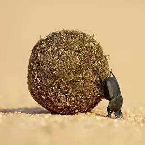 Dung beetle pushing a ball of dung